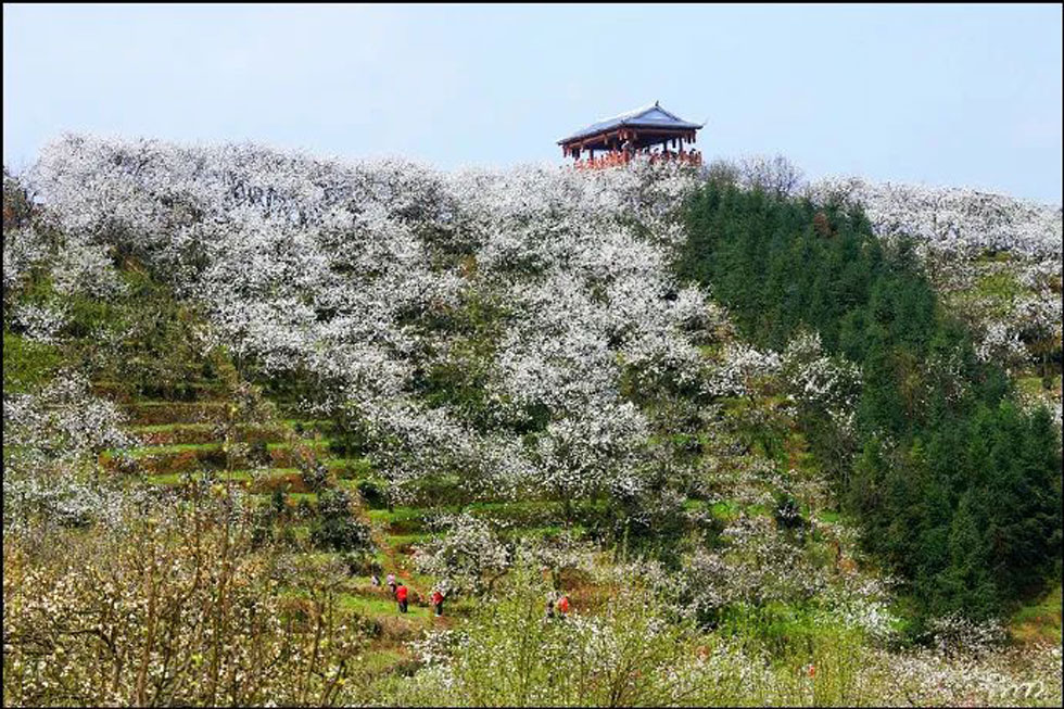 【春天,广西桂林灌阳县向您发出邀请!】我们在灌阳看梨花 - 游山玩水 - 濮阳生活社区 - 濮阳28生活网 puyang.28life.net
