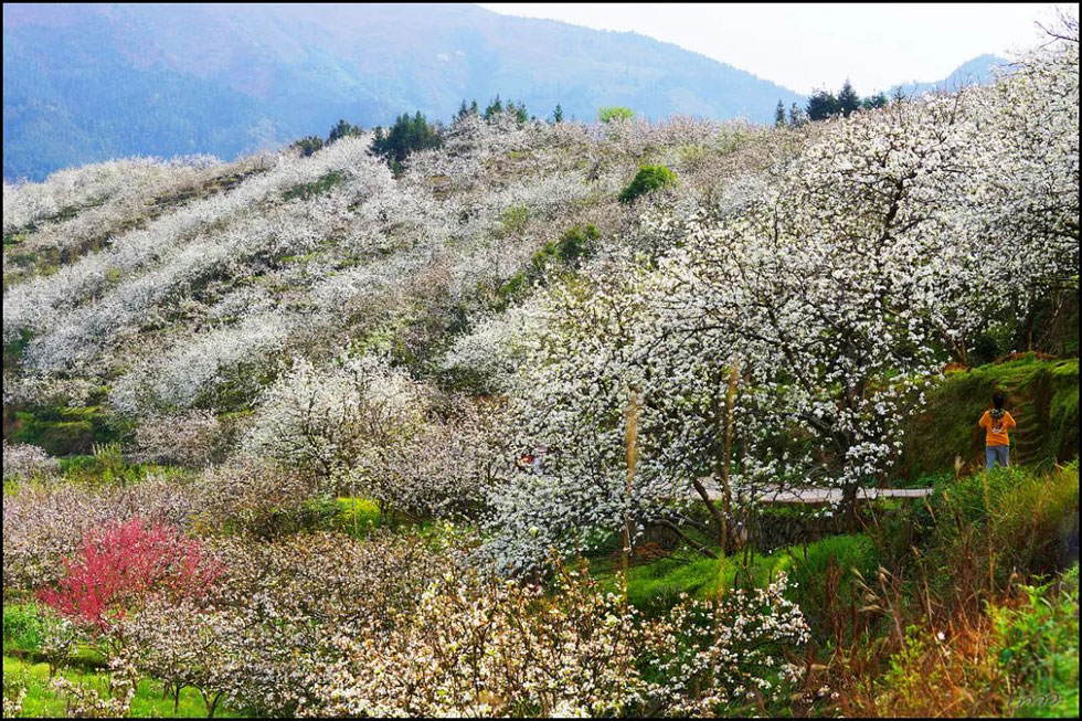 【春天,广西桂林灌阳县向您发出邀请!】我们在灌阳看梨花 - 游山玩水 - 濮阳生活社区 - 濮阳28生活网 puyang.28life.net