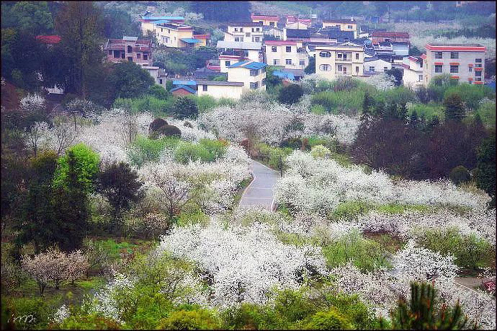 【春天,广西桂林灌阳县向您发出邀请!】我们在灌阳看梨花 - 游山玩水 - 濮阳生活社区 - 濮阳28生活网 puyang.28life.net
