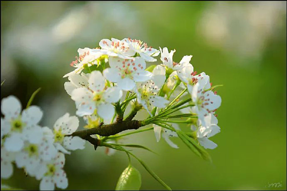 【春天,广西桂林灌阳县向您发出邀请!】我们在灌阳看梨花 - 游山玩水 - 濮阳生活社区 - 濮阳28生活网 puyang.28life.net