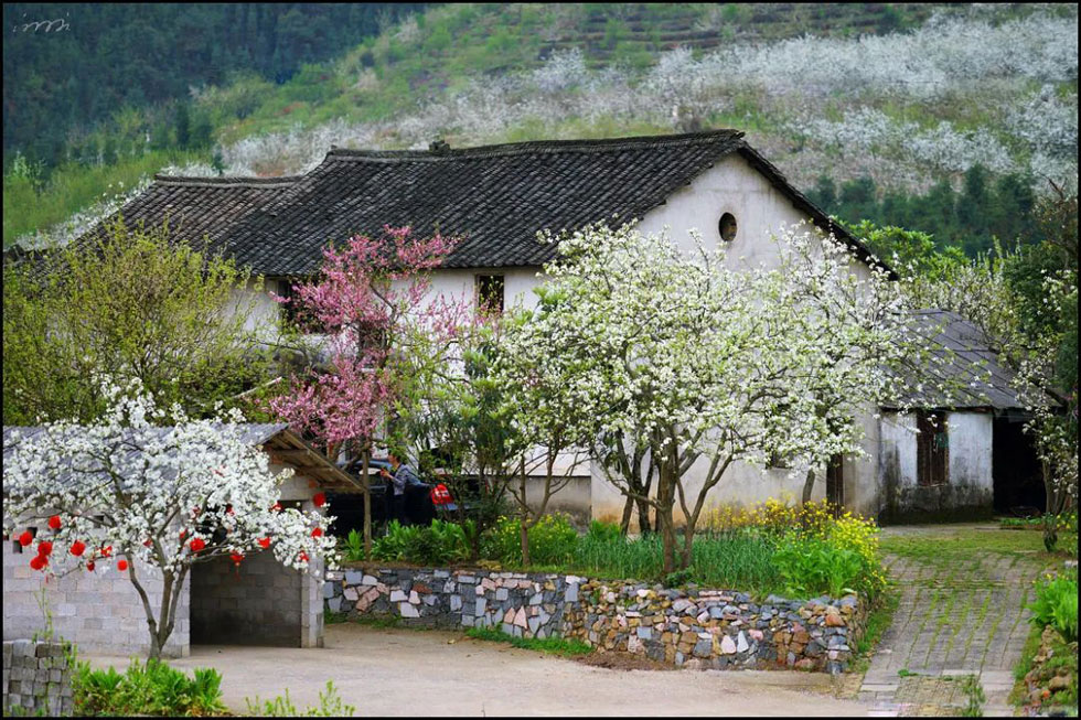 【春天,广西桂林灌阳县向您发出邀请!】我们在灌阳看梨花 - 游山玩水 - 濮阳生活社区 - 濮阳28生活网 puyang.28life.net