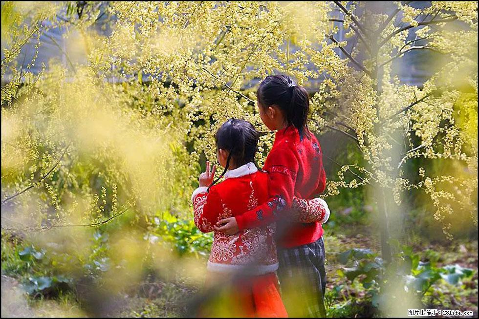 【春天，广西桂林灌阳县向您发出邀请！】米珠山前有片山苍子花在飘香 - 游山玩水 - 濮阳生活社区 - 濮阳28生活网 puyang.28life.net