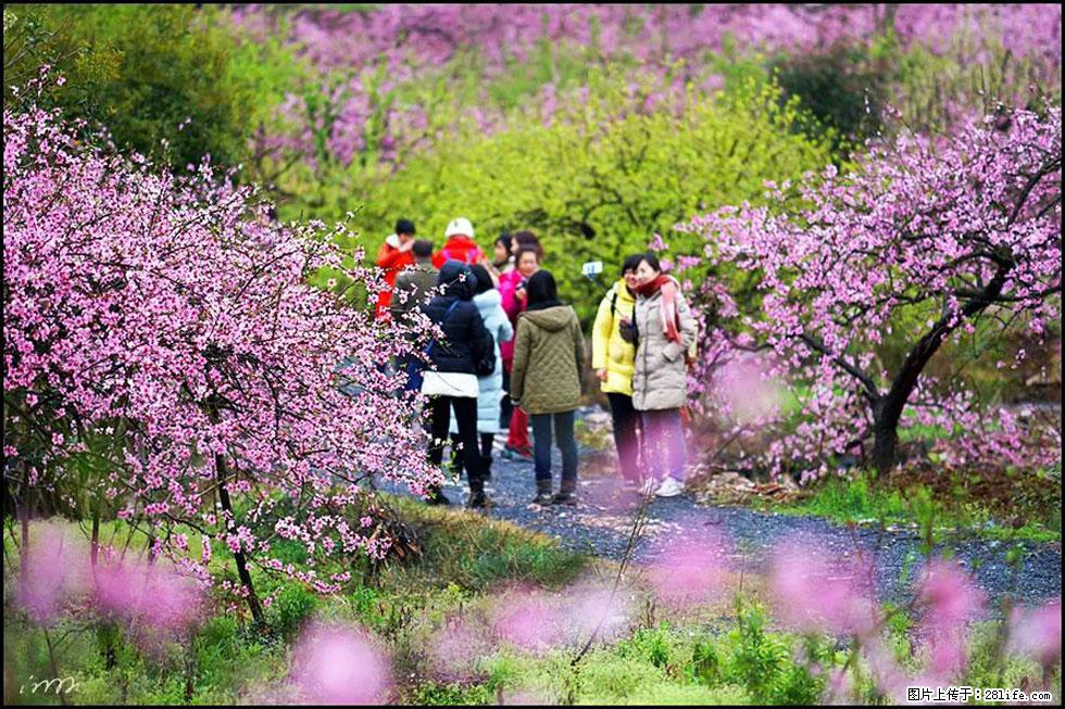 【春天，广西桂林灌阳县向您发出邀请！】官庄村有个醉美的桃花园 - 游山玩水 - 濮阳生活社区 - 濮阳28生活网 puyang.28life.net