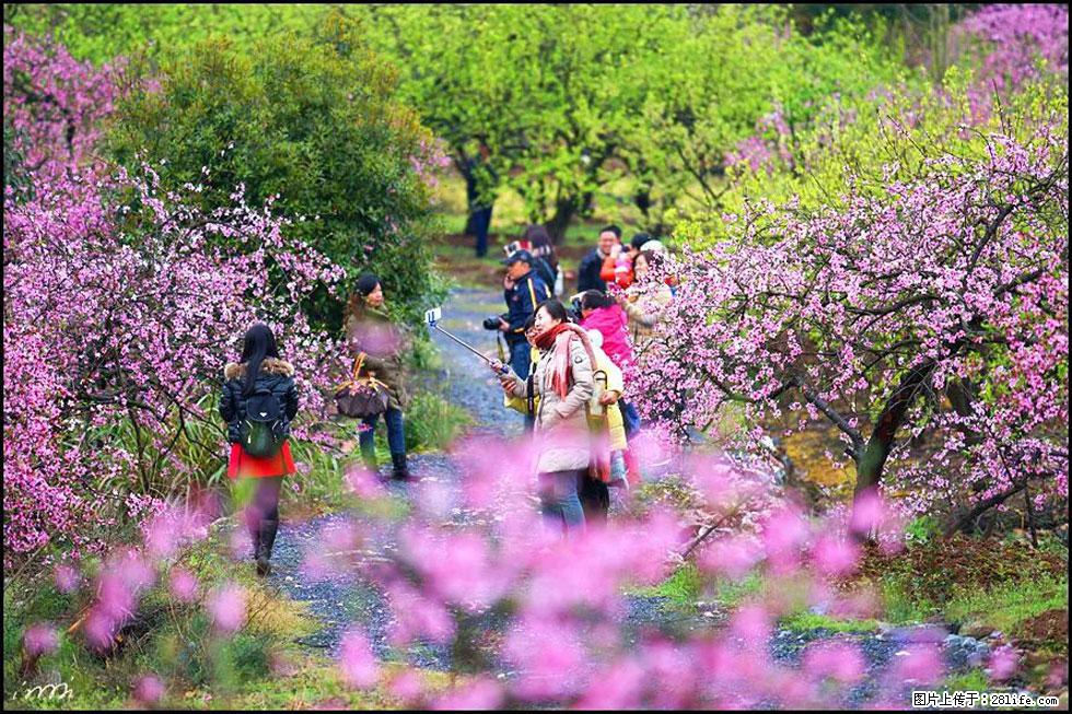 【春天，广西桂林灌阳县向您发出邀请！】官庄村有个醉美的桃花园 - 游山玩水 - 濮阳生活社区 - 濮阳28生活网 puyang.28life.net