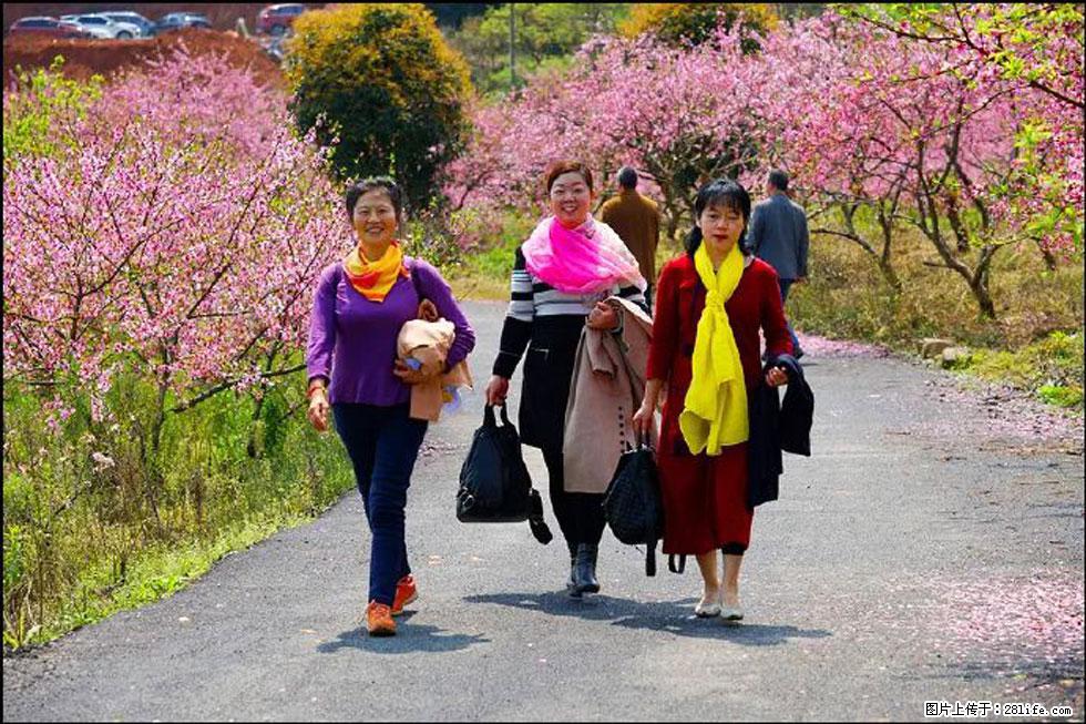 【春天，广西桂林灌阳县向您发出邀请！】官庄村有个醉美的桃花园 - 游山玩水 - 濮阳生活社区 - 濮阳28生活网 puyang.28life.net