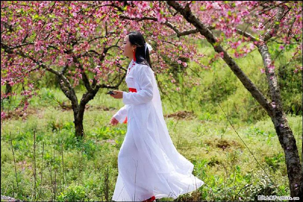 【春天，广西桂林灌阳县向您发出邀请！】官庄村有个醉美的桃花园 - 游山玩水 - 濮阳生活社区 - 濮阳28生活网 puyang.28life.net