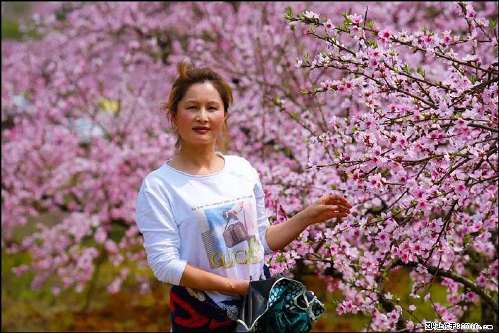 【春天，广西桂林灌阳县向您发出邀请！】官庄村有个醉美的桃花园 - 游山玩水 - 濮阳生活社区 - 濮阳28生活网 puyang.28life.net