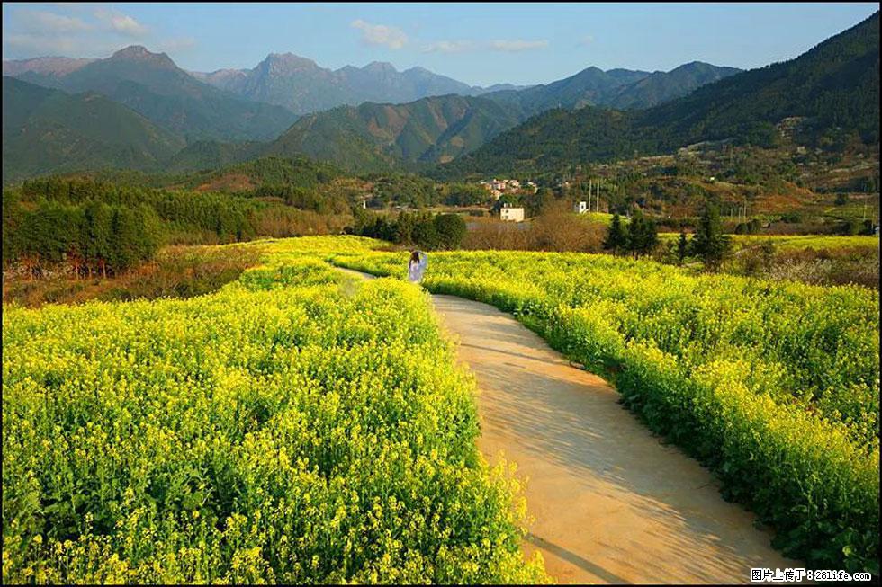 【春天,广西桂林灌阳县向您发出邀请!】长坪村油菜盛情花开 - 游山玩水 - 濮阳生活社区 - 濮阳28生活网 puyang.28life.net
