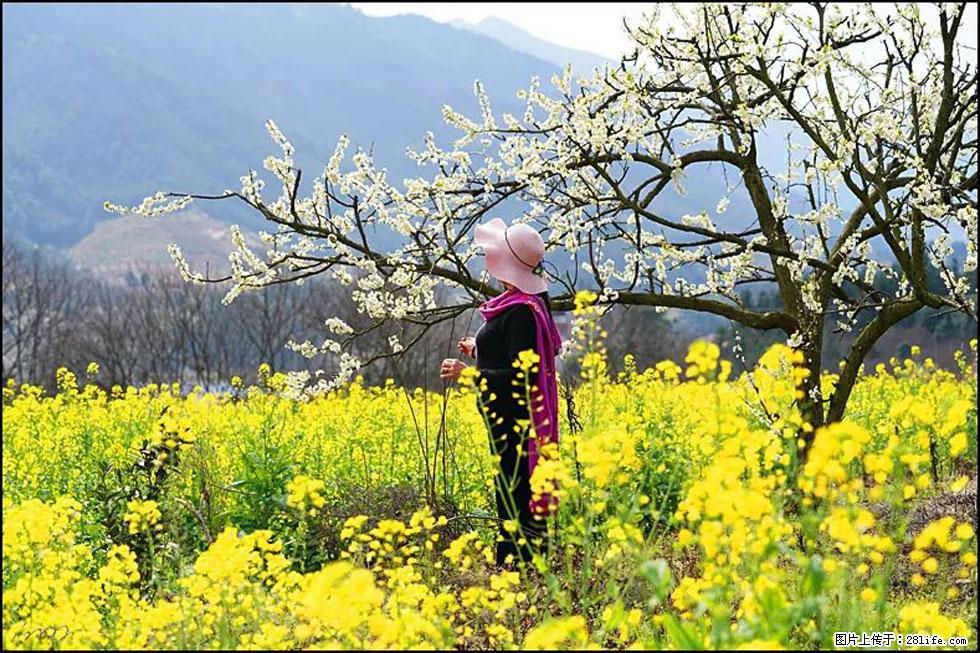 【春天,广西桂林灌阳县向您发出邀请!】长坪村油菜盛情花开 - 游山玩水 - 濮阳生活社区 - 濮阳28生活网 puyang.28life.net
