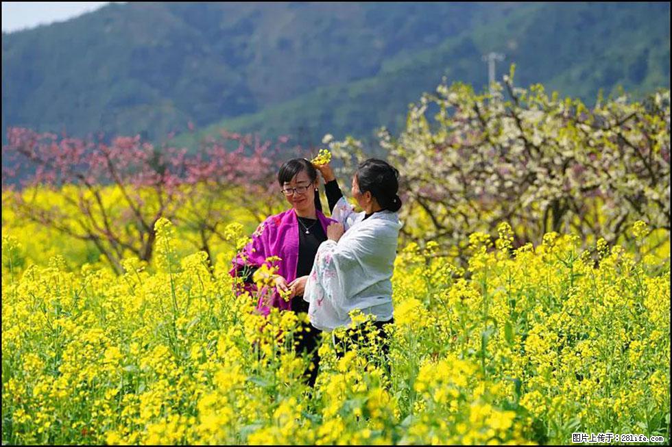 【春天,广西桂林灌阳县向您发出邀请!】长坪村油菜盛情花开 - 游山玩水 - 濮阳生活社区 - 濮阳28生活网 puyang.28life.net