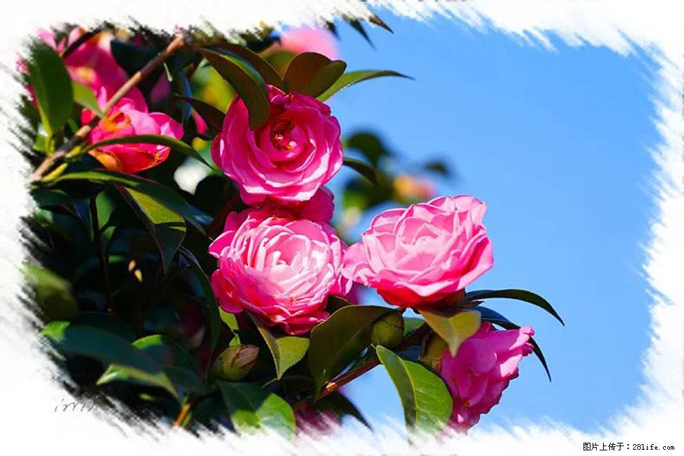 【春天，广西桂林灌阳县向您发出邀请！】杨柳井茶花惹人爱 - 游山玩水 - 濮阳生活社区 - 濮阳28生活网 puyang.28life.net