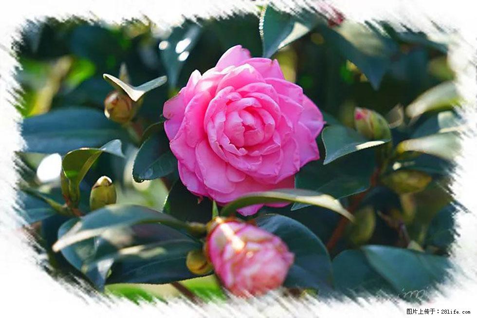 【春天，广西桂林灌阳县向您发出邀请！】杨柳井茶花惹人爱 - 游山玩水 - 濮阳生活社区 - 濮阳28生活网 puyang.28life.net