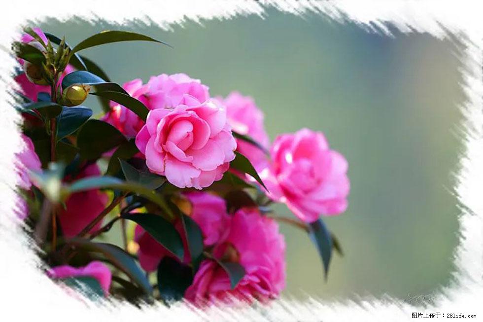 【春天，广西桂林灌阳县向您发出邀请！】杨柳井茶花惹人爱 - 游山玩水 - 濮阳生活社区 - 濮阳28生活网 puyang.28life.net