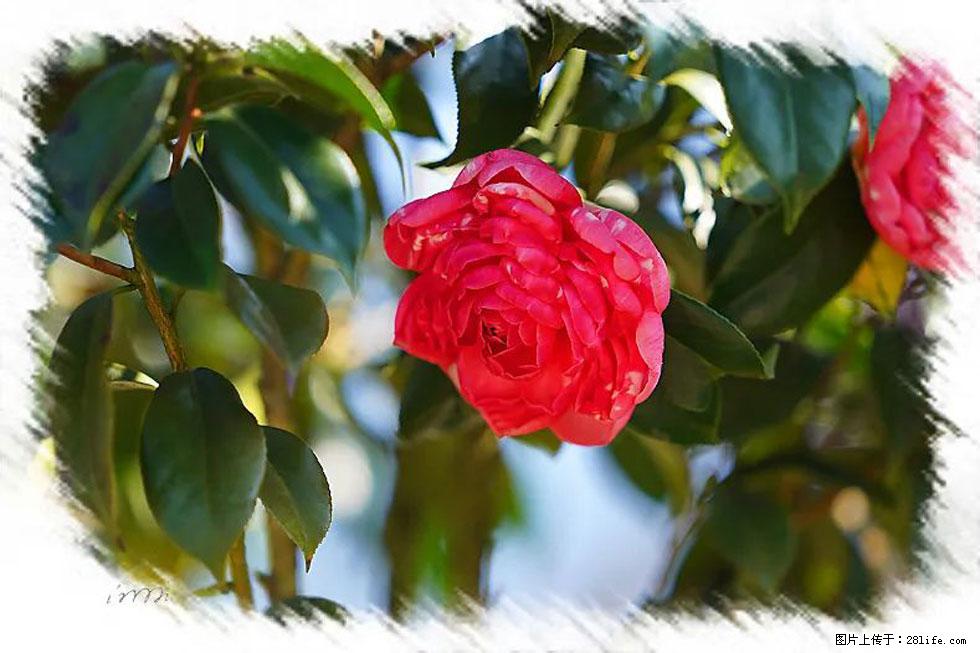 【春天，广西桂林灌阳县向您发出邀请！】杨柳井茶花惹人爱 - 游山玩水 - 濮阳生活社区 - 濮阳28生活网 puyang.28life.net