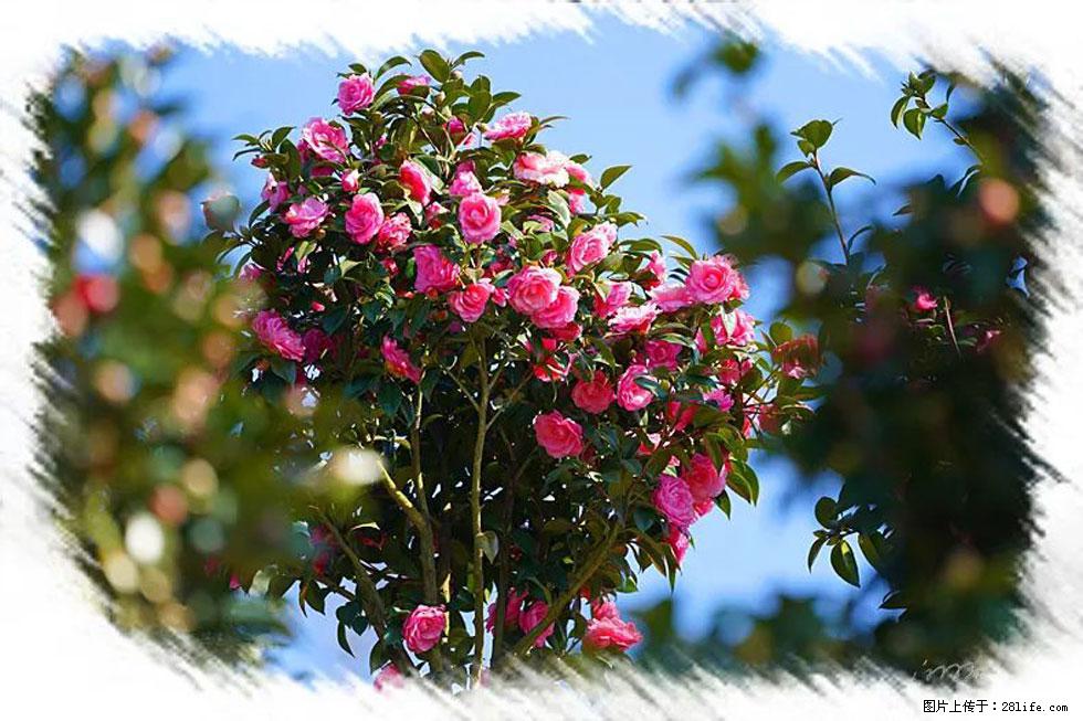 【春天，广西桂林灌阳县向您发出邀请！】杨柳井茶花惹人爱 - 游山玩水 - 濮阳生活社区 - 濮阳28生活网 puyang.28life.net
