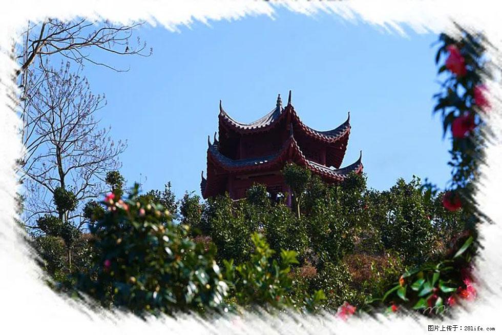 【春天，广西桂林灌阳县向您发出邀请！】杨柳井茶花惹人爱 - 游山玩水 - 濮阳生活社区 - 濮阳28生活网 puyang.28life.net
