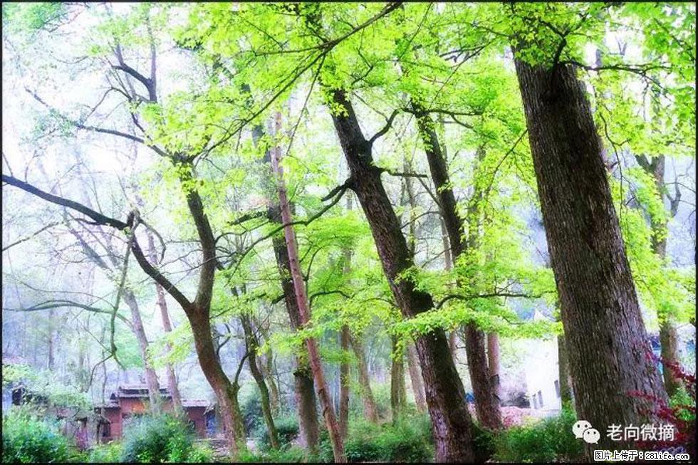 【春天,广西桂林灌阳县向您发出邀请!】在小龙村与春天约会 - 游山玩水 - 濮阳生活社区 - 濮阳28生活网 puyang.28life.net