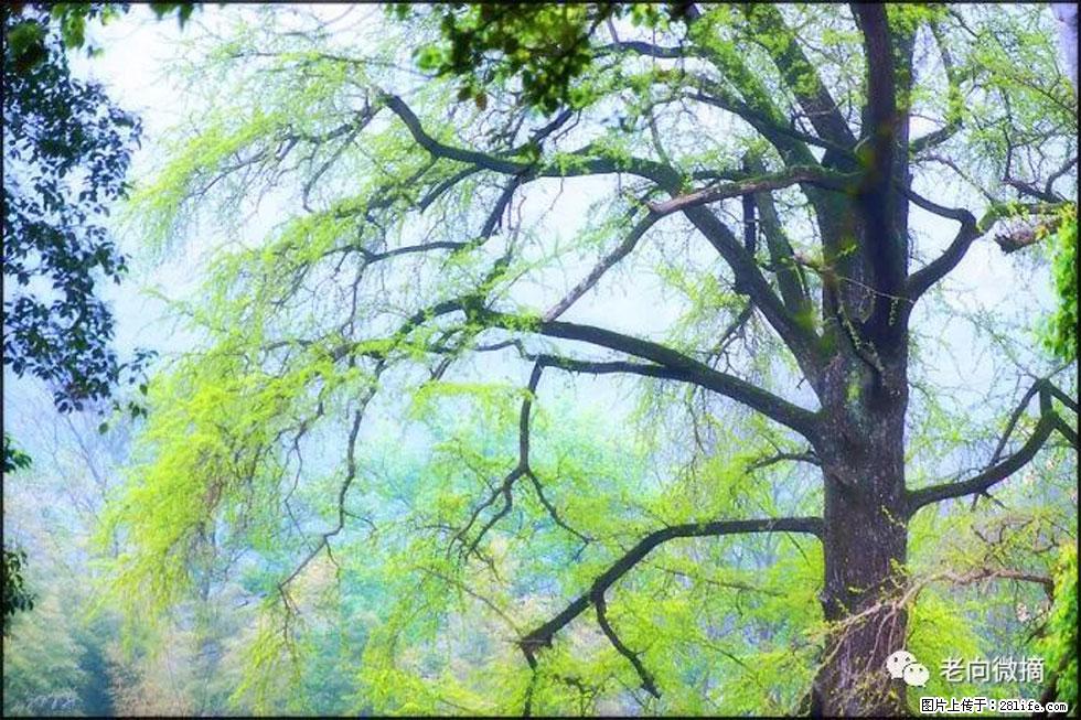 【春天,广西桂林灌阳县向您发出邀请!】在小龙村与春天约会 - 游山玩水 - 濮阳生活社区 - 濮阳28生活网 puyang.28life.net