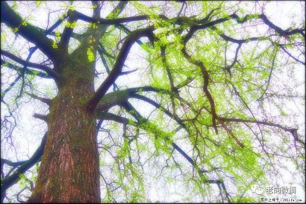 【春天,广西桂林灌阳县向您发出邀请!】在小龙村与春天约会 - 游山玩水 - 濮阳生活社区 - 濮阳28生活网 puyang.28life.net