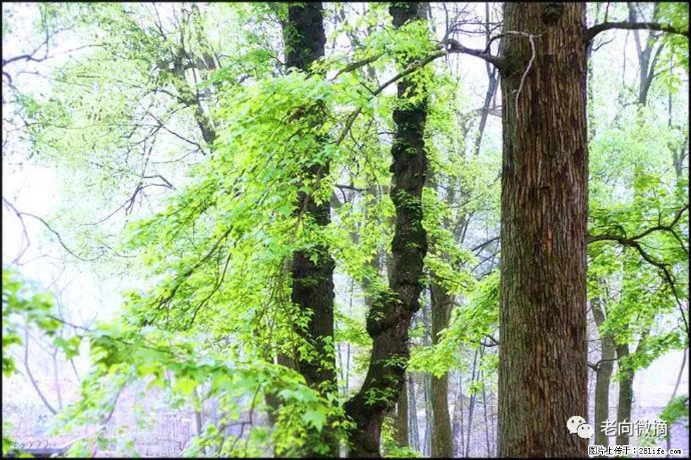 【春天,广西桂林灌阳县向您发出邀请!】在小龙村与春天约会 - 游山玩水 - 濮阳生活社区 - 濮阳28生活网 puyang.28life.net