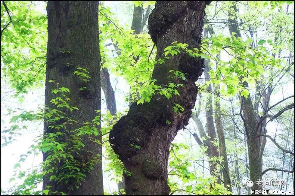 【春天,广西桂林灌阳县向您发出邀请!】在小龙村与春天约会 - 游山玩水 - 濮阳生活社区 - 濮阳28生活网 puyang.28life.net