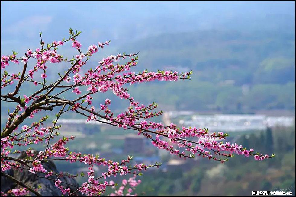 【春天，广西桂林灌阳县向您发出邀请！】望月岭上桃花开 - 游山玩水 - 濮阳生活社区 - 濮阳28生活网 puyang.28life.net