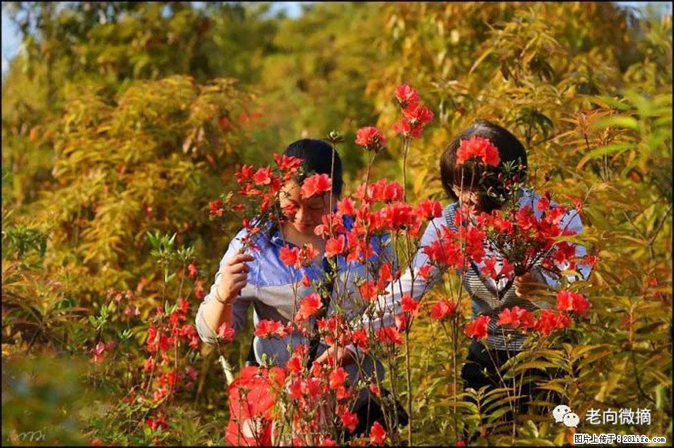 【春天，广西桂林灌阳县向您发出邀请！】登麒麟山，相约映山红 - 游山玩水 - 濮阳生活社区 - 濮阳28生活网 puyang.28life.net