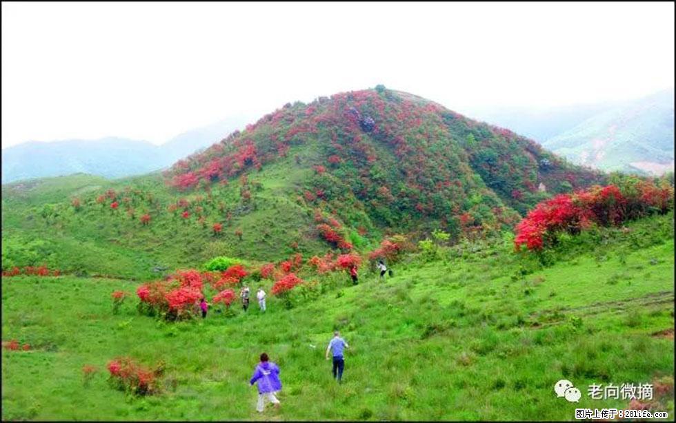 【春天，广西桂林灌阳县向您发出邀请！】宝盖山上映山红 - 游山玩水 - 濮阳生活社区 - 濮阳28生活网 puyang.28life.net