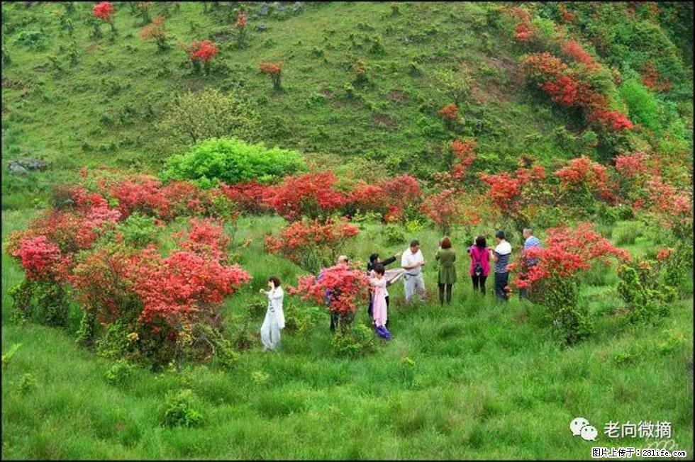 【春天，广西桂林灌阳县向您发出邀请！】宝盖山上映山红 - 游山玩水 - 濮阳生活社区 - 濮阳28生活网 puyang.28life.net