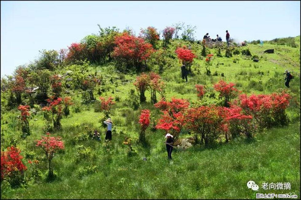 【春天，广西桂林灌阳县向您发出邀请！】宝盖山上映山红 - 游山玩水 - 濮阳生活社区 - 濮阳28生活网 puyang.28life.net