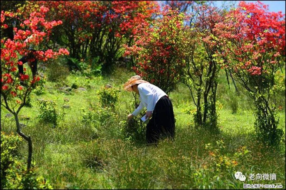 【春天，广西桂林灌阳县向您发出邀请！】宝盖山上映山红 - 游山玩水 - 濮阳生活社区 - 濮阳28生活网 puyang.28life.net