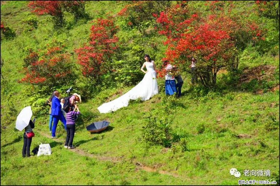 【春天，广西桂林灌阳县向您发出邀请！】宝盖山上映山红 - 游山玩水 - 濮阳生活社区 - 濮阳28生活网 puyang.28life.net