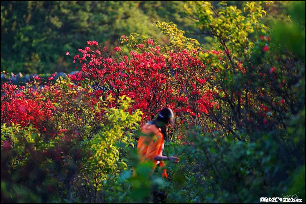 【春天，广西桂林灌阳县向您发出邀请！】春木界上映山红 - 游山玩水 - 濮阳生活社区 - 濮阳28生活网 puyang.28life.net