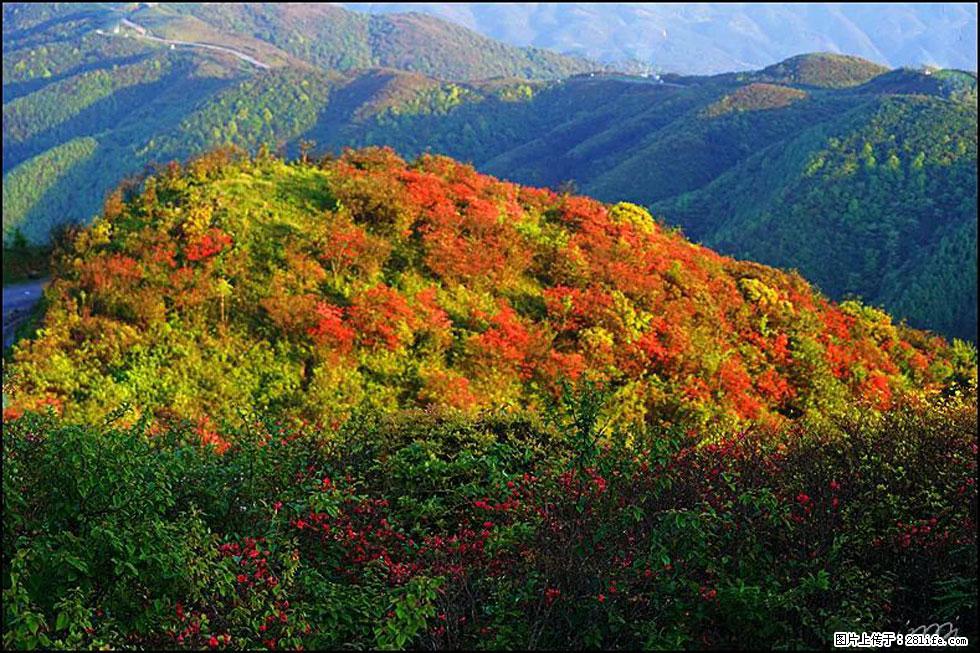 【春天，广西桂林灌阳县向您发出邀请！】春木界上映山红 - 游山玩水 - 濮阳生活社区 - 濮阳28生活网 puyang.28life.net