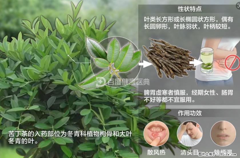 苦丁茶有哪些功效和作用 - 生活百科 - 濮阳生活社区 - 濮阳28生活网 puyang.28life.net