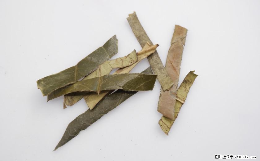 苦丁茶有哪些功效和作用 - 生活百科 - 濮阳生活社区 - 濮阳28生活网 puyang.28life.net
