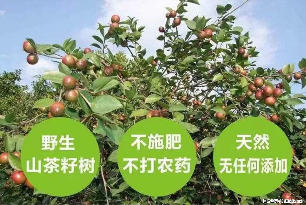【灌阳县油茶产业示范区】一个有着充实的精神生活的人，对待身外之物自会有一种淡泊的态度 - 美食天地 - 濮阳生活社区 - 濮阳28生活网 puyang.28life.net
