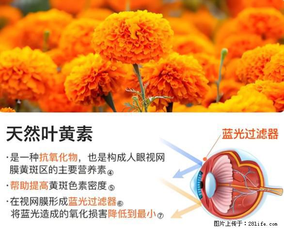 叶黄素有什么功效和作用 - 生活百科 - 濮阳生活社区 - 濮阳28生活网 puyang.28life.net