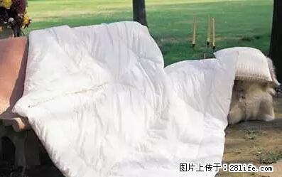 被子有异味?只要这样做,比晒太阳还强100倍! - 家居生活 - 濮阳生活社区 - 濮阳28生活网 puyang.28life.net