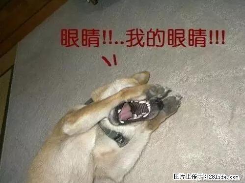 笑癫了！一女的怀孕三年未生，他终于忍不住了... - 娱乐八卦 - 濮阳生活社区 - 濮阳28生活网 puyang.28life.net