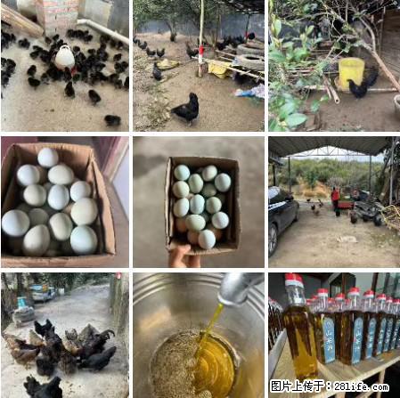 油茶园从小鸡仔开始养起的纯土鸡、土鸡蛋可以预定啦！还有前几天刚榨的纯山茶油哦 - 美食天地 - 濮阳生活社区 - 濮阳28生活网 puyang.28life.net
