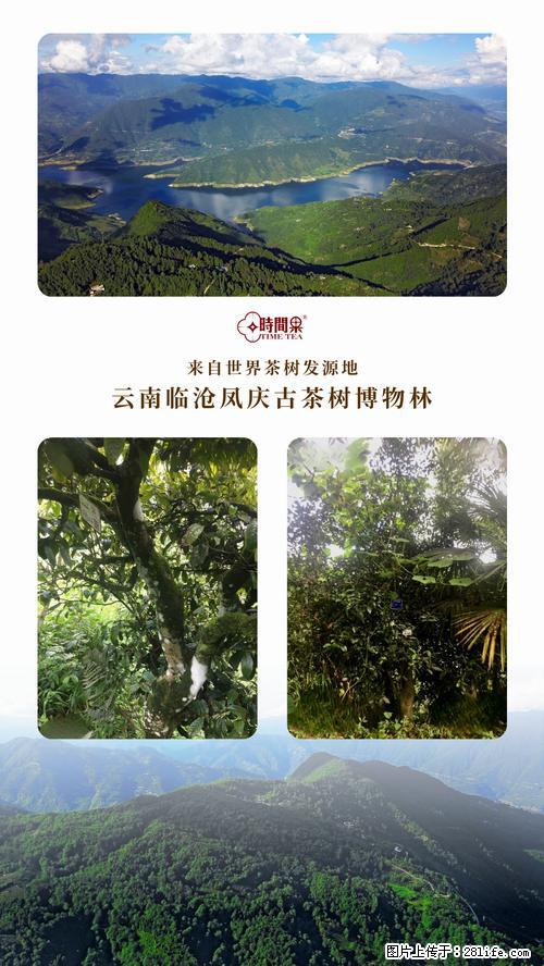 时间果百年古树2025年春红茶 - 购物交流 - 濮阳生活社区 - 濮阳28生活网 puyang.28life.net
