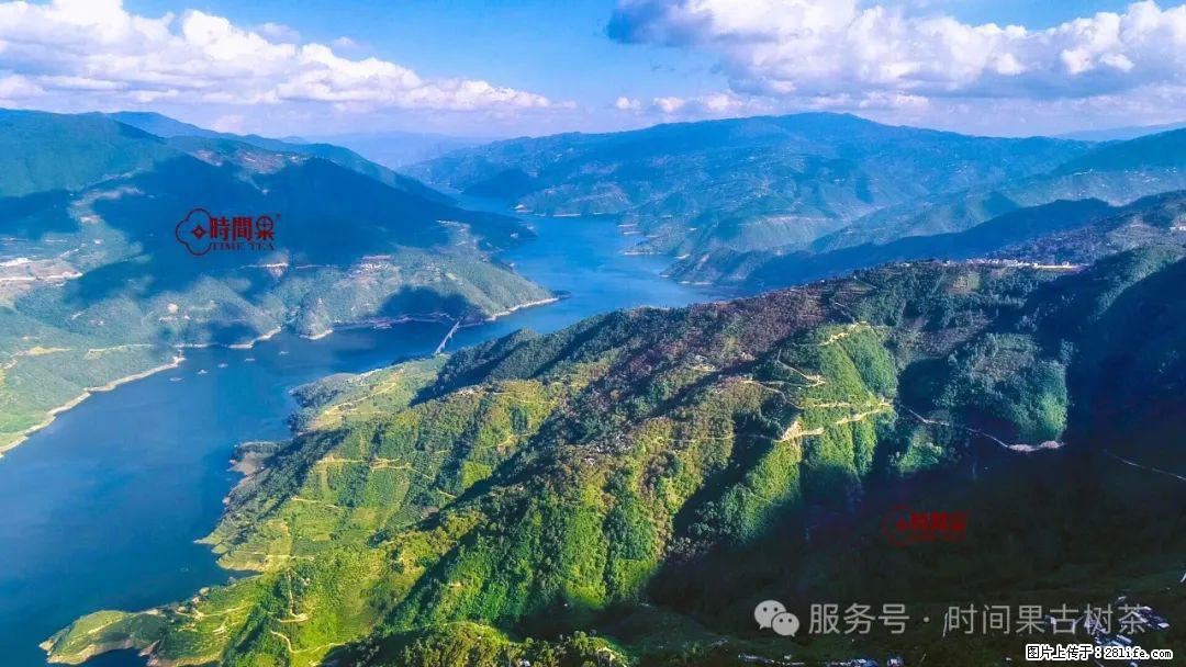 时间果百年古树龙珠普洱生茶 - 购物交流 - 濮阳生活社区 - 濮阳28生活网 puyang.28life.net