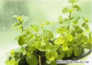 晕车、脚气、牙齿变黄、皮肤粗糙？学会这些三分钟搞定！ - 濮阳生活资讯 - 濮阳28生活网 puyang.28life.net