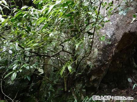 平乐石崖茶，珍贵仅次于金花茶 - 濮阳生活资讯 - 濮阳28生活网 puyang.28life.net