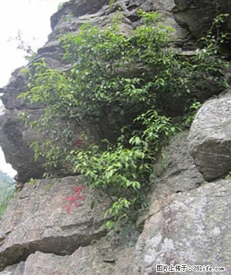 平乐石崖茶，珍贵仅次于金花茶 - 濮阳生活资讯 - 濮阳28生活网 puyang.28life.net