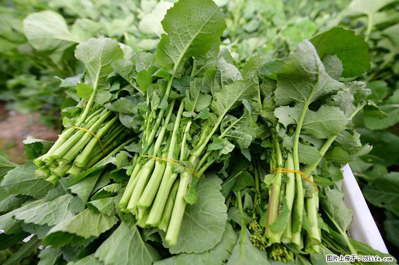 这些蔬菜是“天然钙片”，这6种被医生重点推荐 - 濮阳生活资讯 - 濮阳28生活网 puyang.28life.net